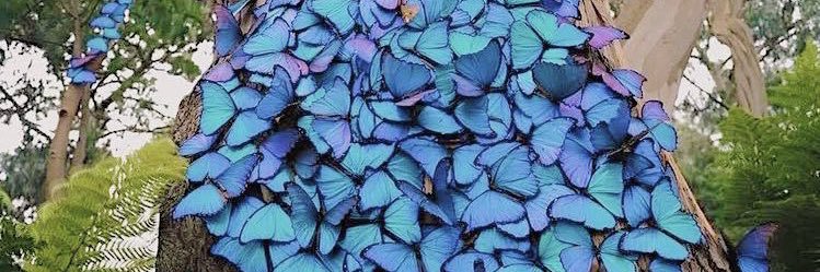 cocaine somalier banner