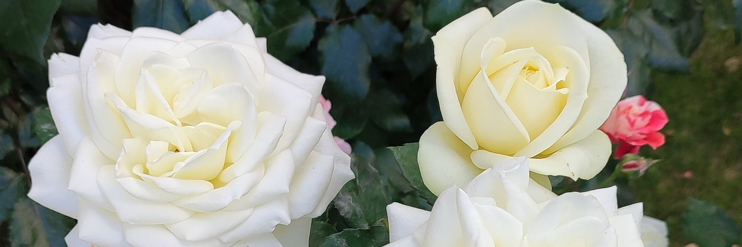 serhataslan58's profile banner image