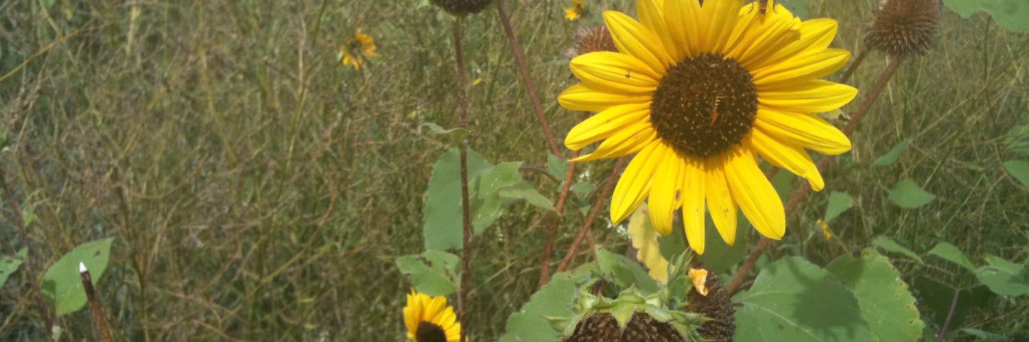 musicmuse's profile banner image