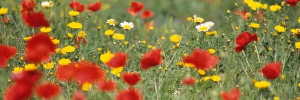 Tpole87 Profile Banner