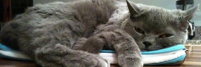 Nicky F, #FBPE #Rejoin 🇪🇺💙 banner