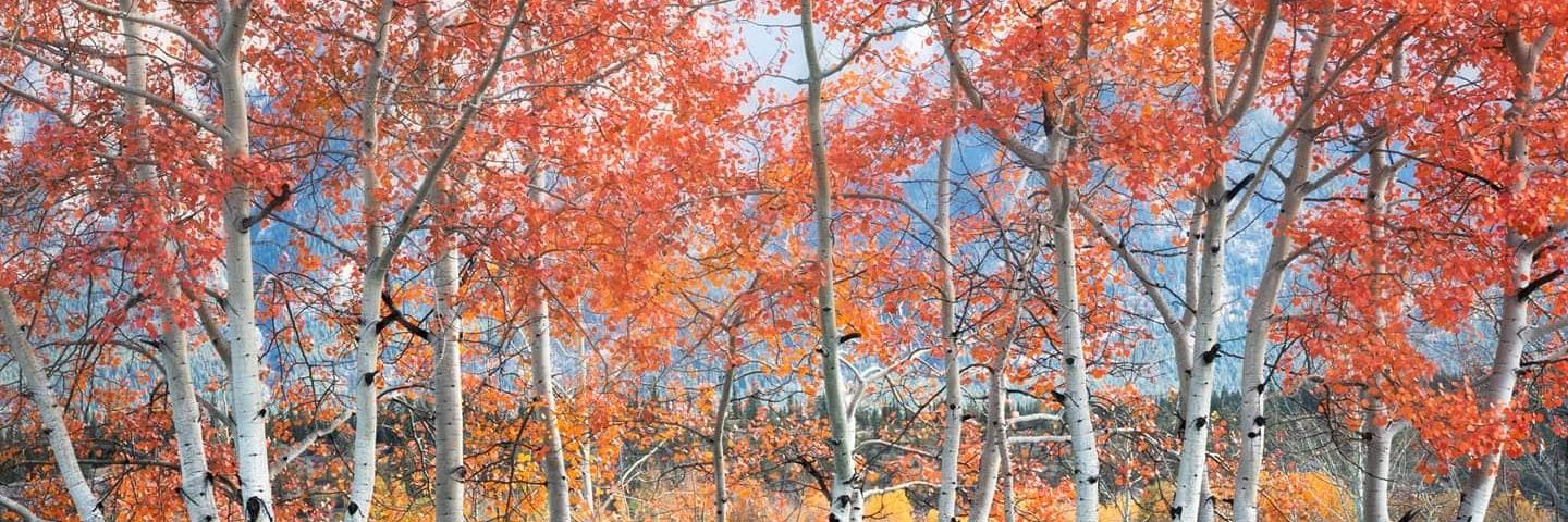 Andrea Garnier banner