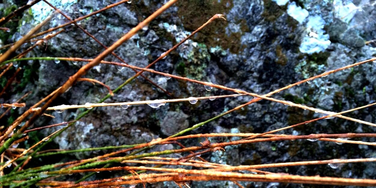 Kate Wesson banner