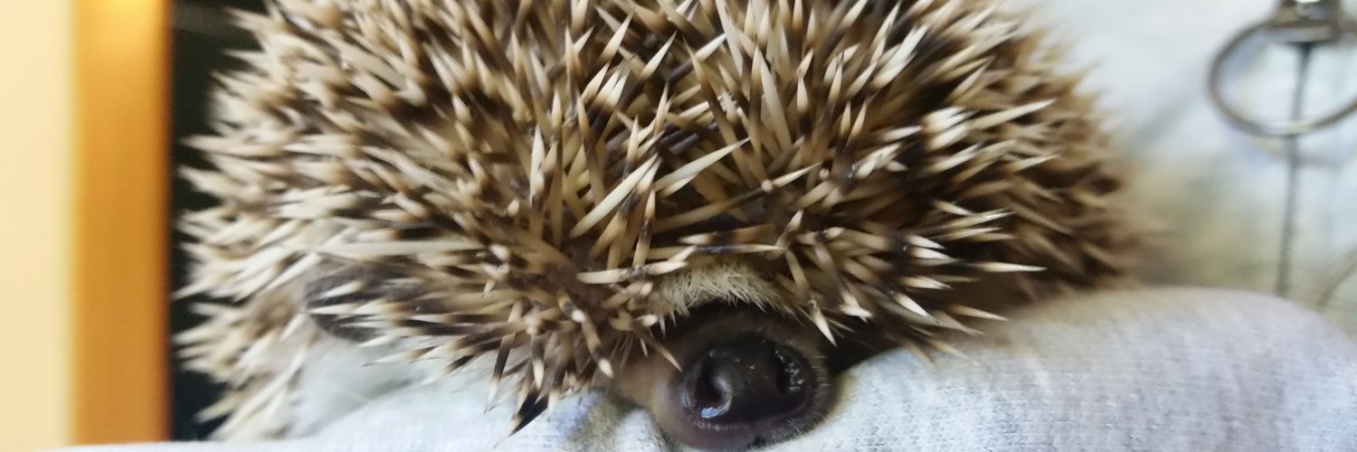 solerog's profile banner image