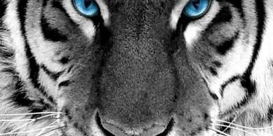 blaxtiger's profile banner image