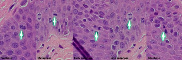 ahmsab_MD Profile Banner