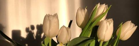 dilankara_a's profile banner image