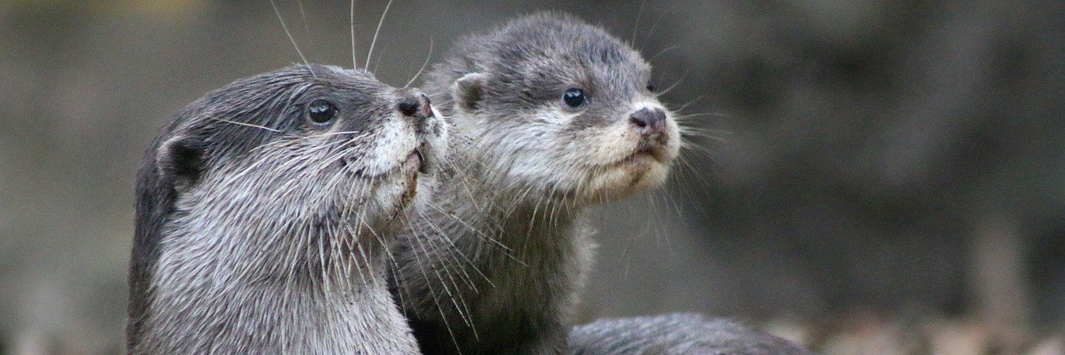 croy (he/him) banner