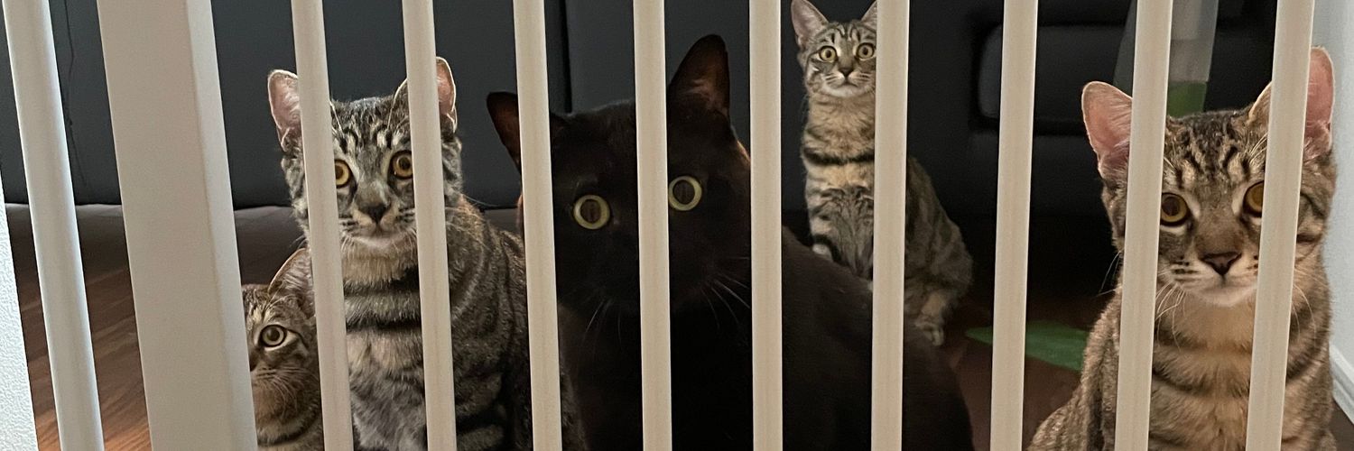 nekoferret's profile banner image