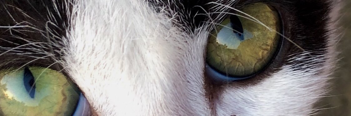 sleepy_ariess's profile banner image