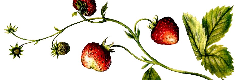 solaray's profile banner image