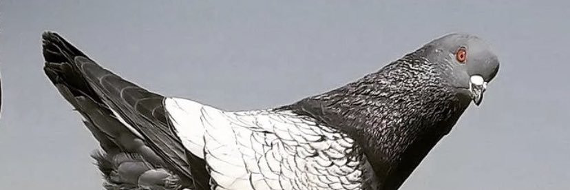 etodrak's profile banner image
