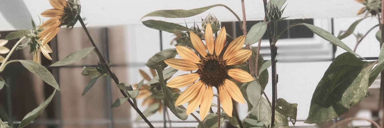 Lyd_Watson's profile banner image