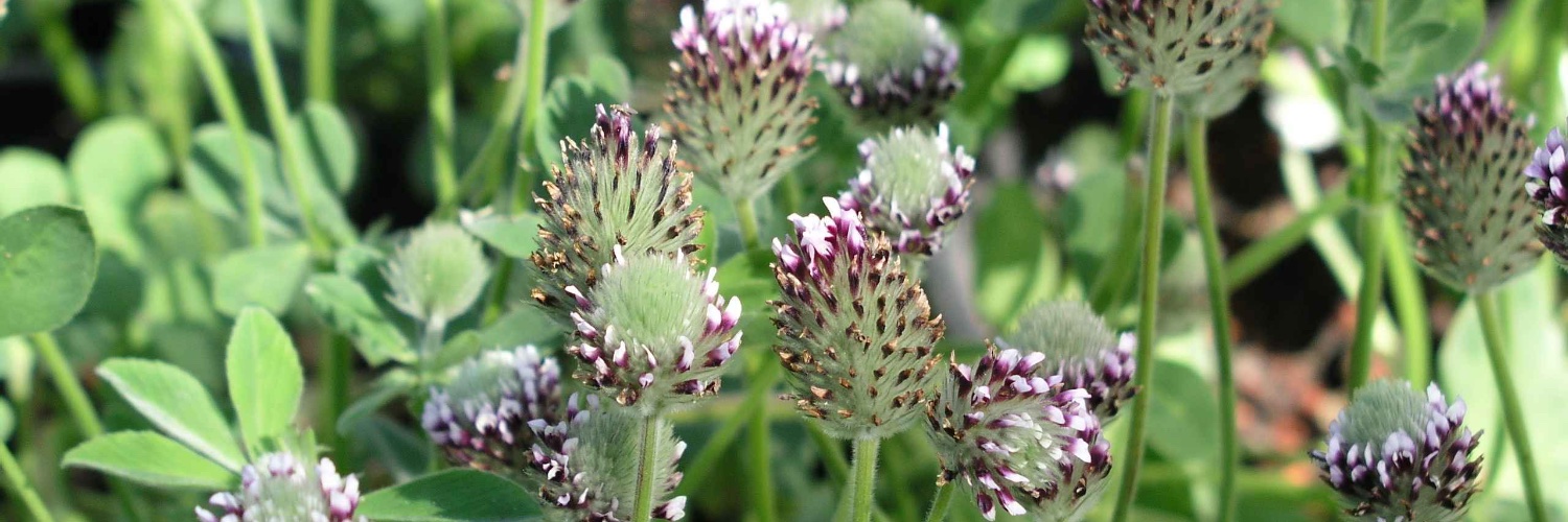 Michel Eunuch Simpgoth banner