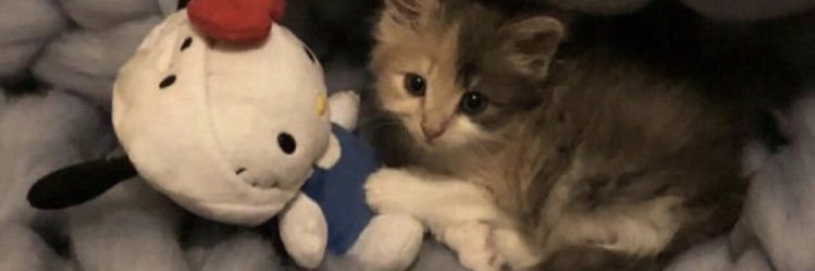 vseuls's profile banner image