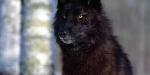 shadowwolf_16's profile banner image