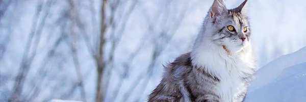 CryptoShellyM Profile Banner