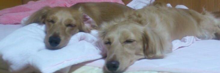 るーちゃん banner