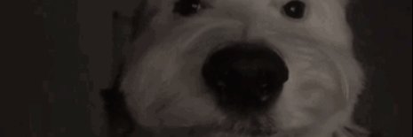 raine banner
