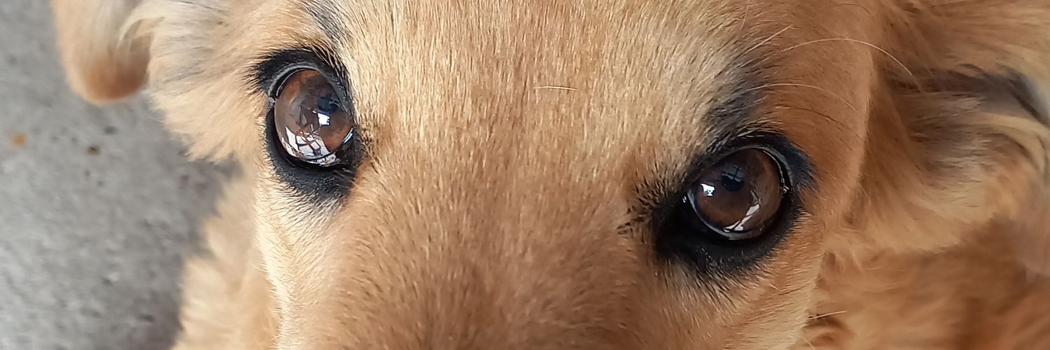 johaasiner's profile banner image