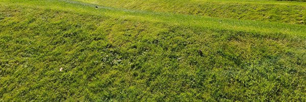 chudleybean Profile Banner