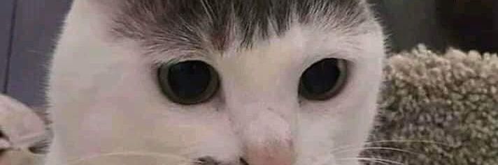 peongky's profile banner image
