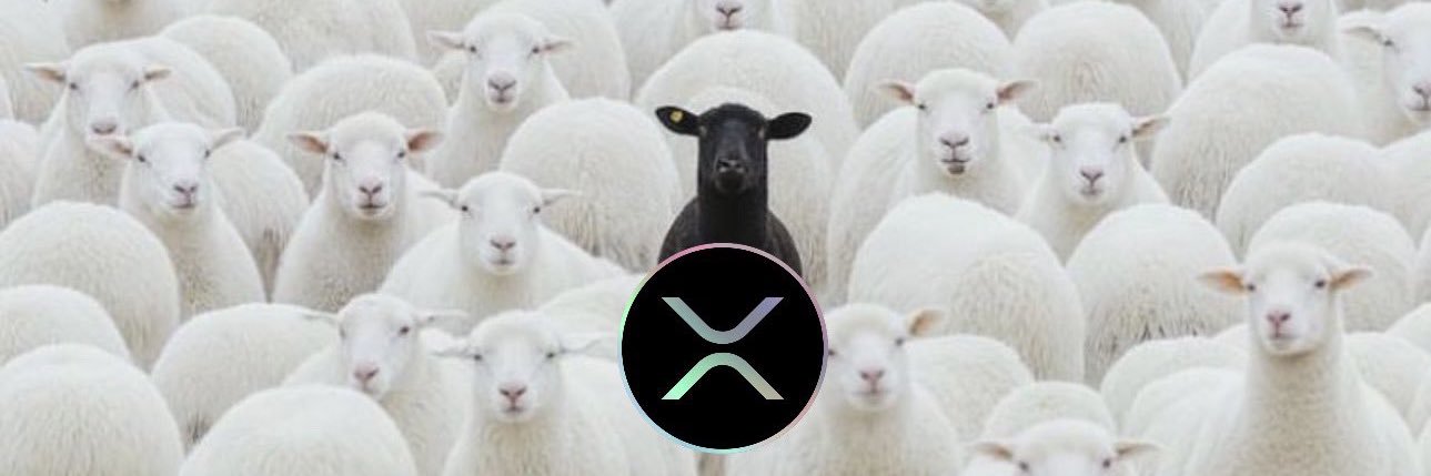 XRPwavyvet 🏴‍☠️'s banner