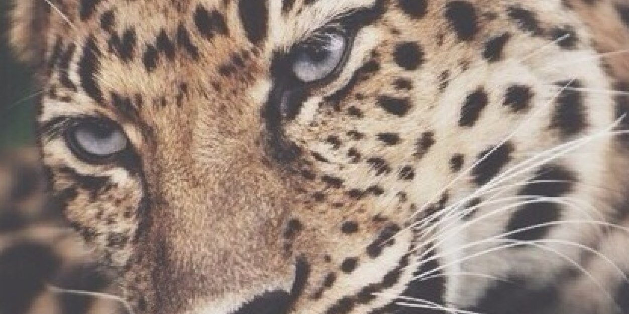 furgelg's profile banner image