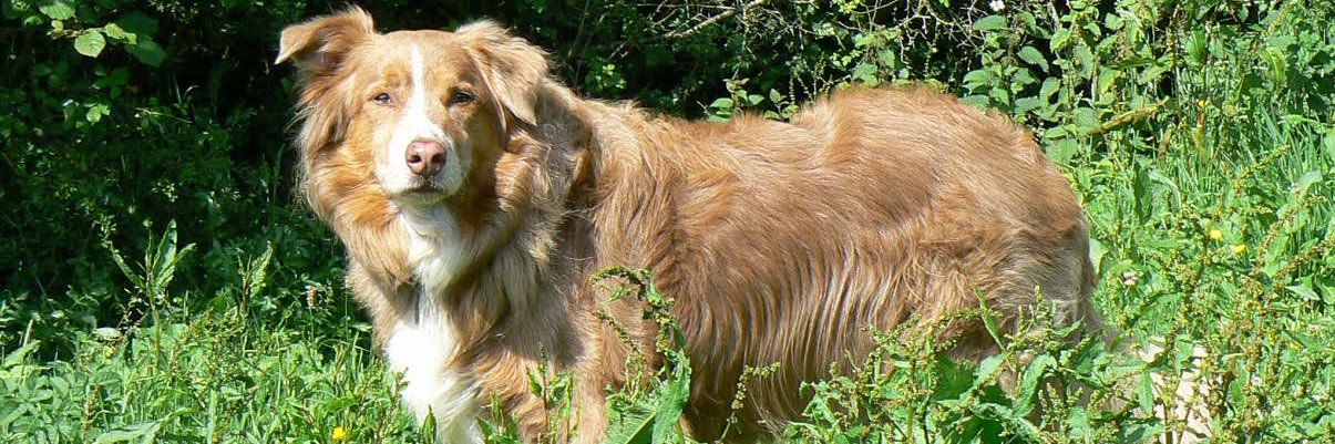 Mistydog4's profile banner image