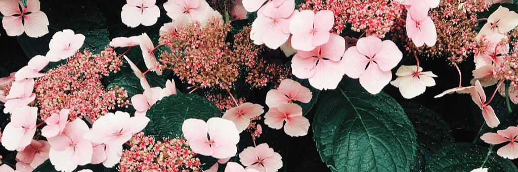 AngelaMayHu's profile banner image
