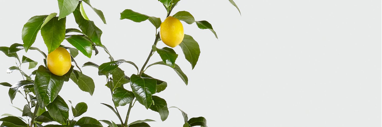 EhCoops's profile banner image