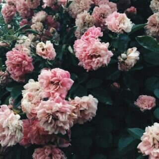 _roohalqla's profile banner image