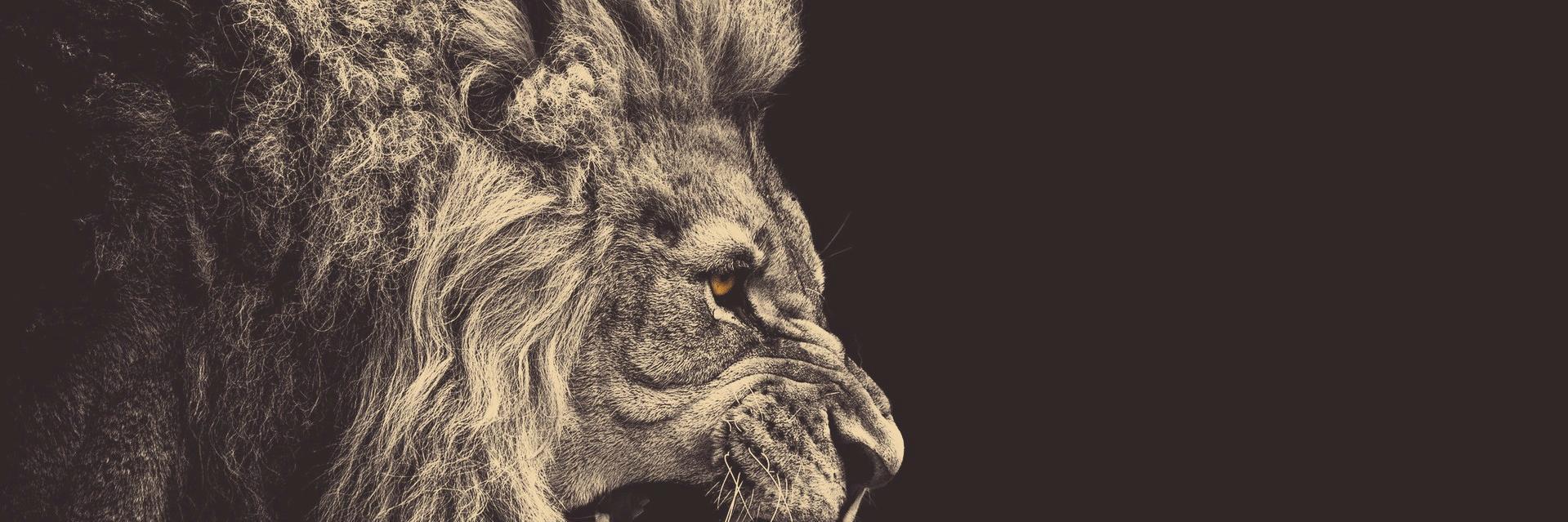 Claire Chabal banner