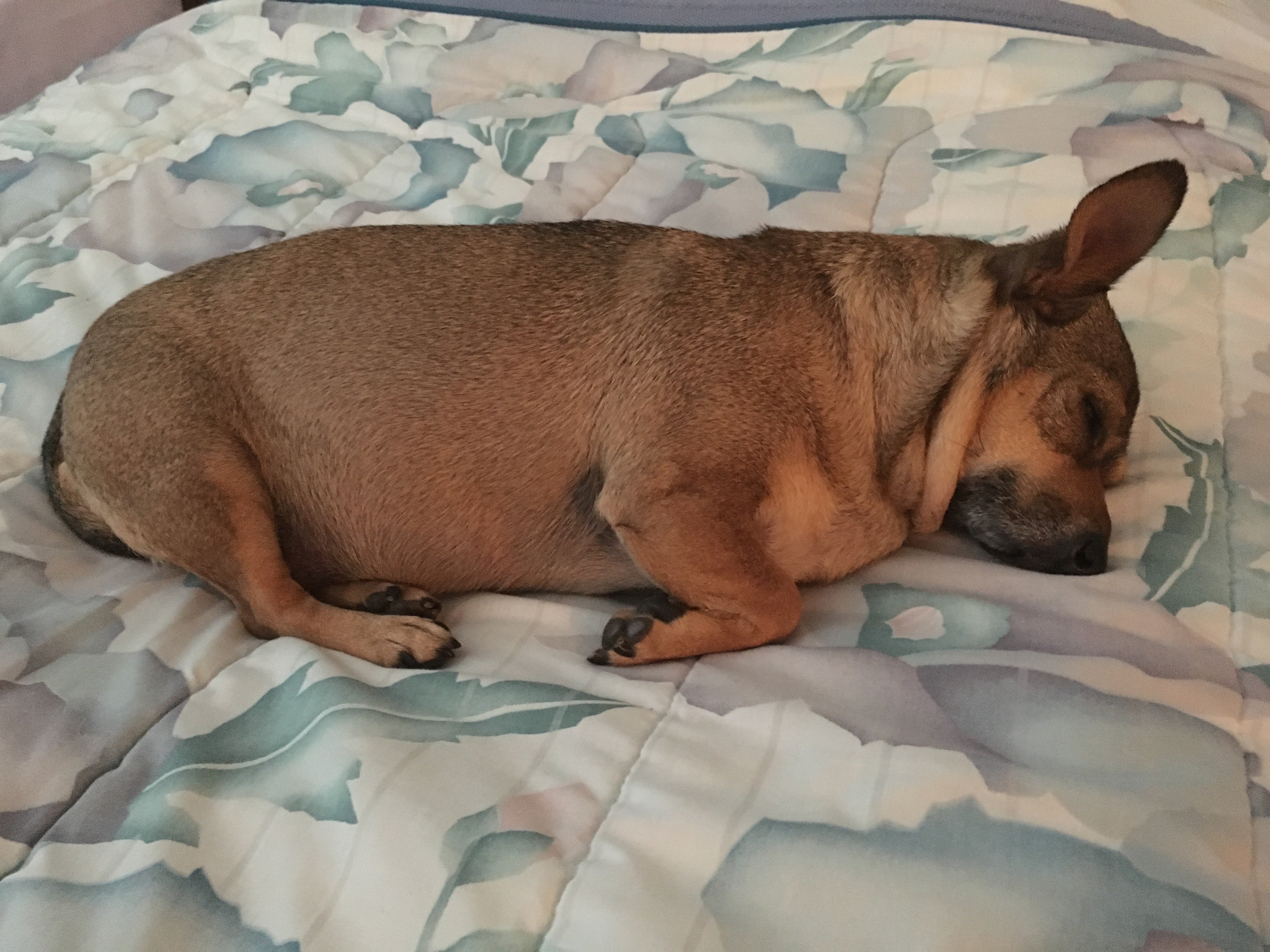 Wrintrant dovia banner