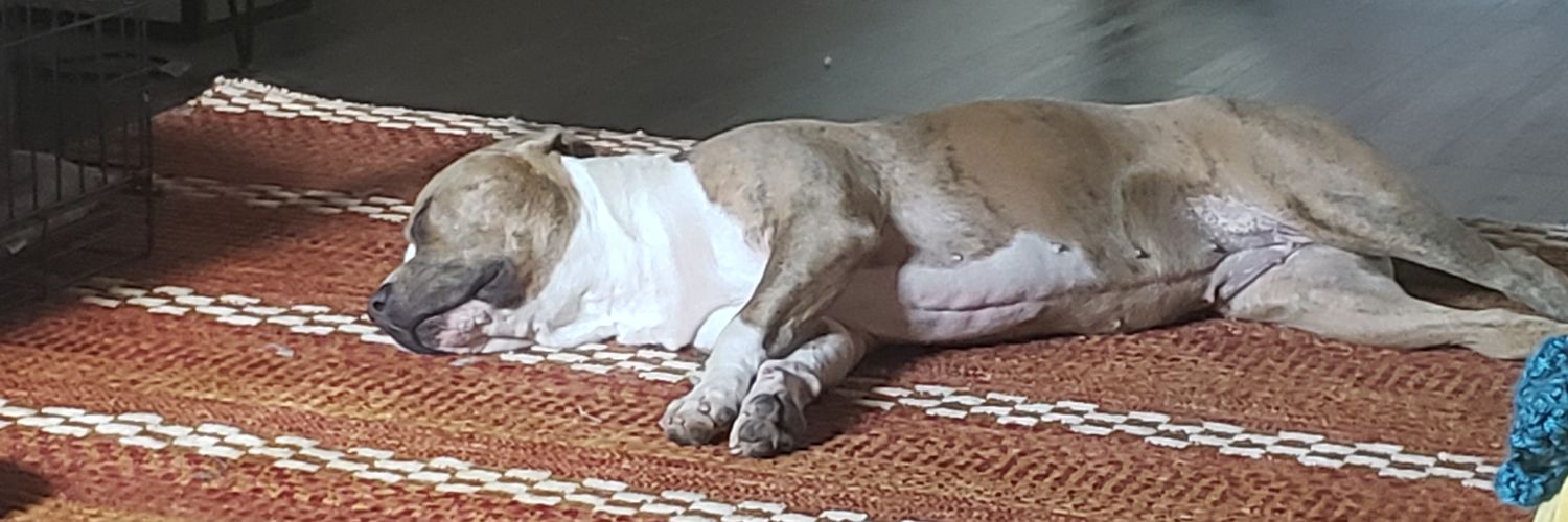 Leah Likes Dogs banner