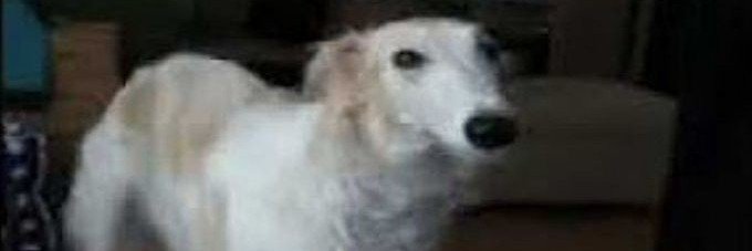 specsveil's profile banner image