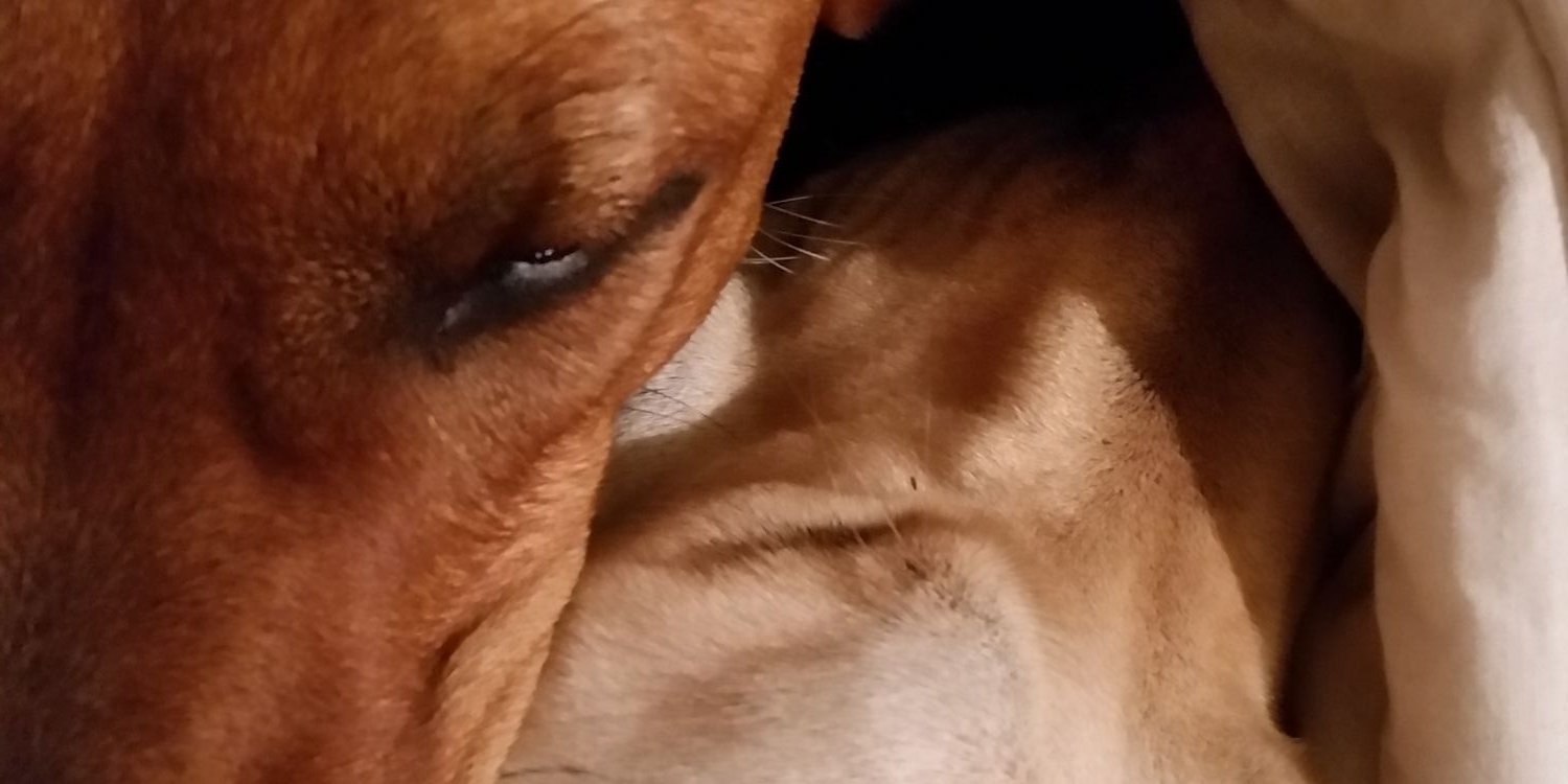 cbearmarsh's profile banner image