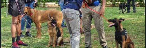 chunsdogshow's profile banner image