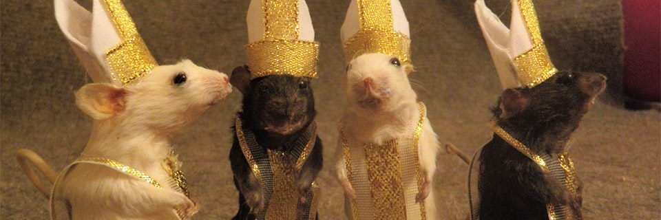 Deucel ♦️🧶 Your local cat vtuber banner