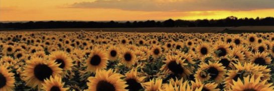 Thomeshaaa_'s profile banner image