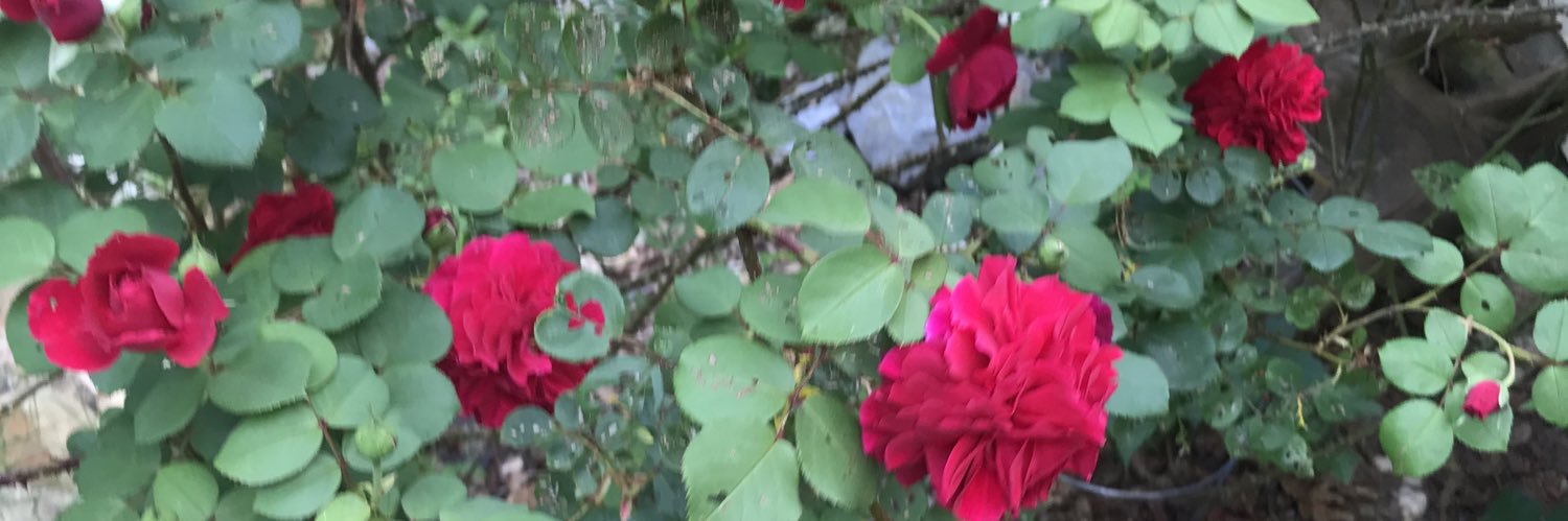 Al 🥀🌹's banner