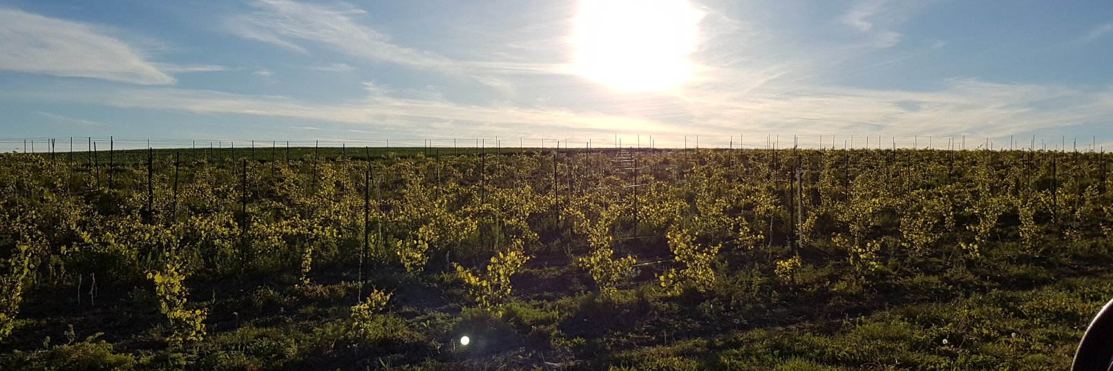 Rolling Grape Vineyard banner