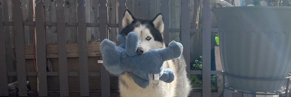 LizCodes Profile Banner