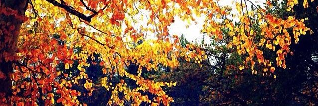 Milner91111's profile banner image