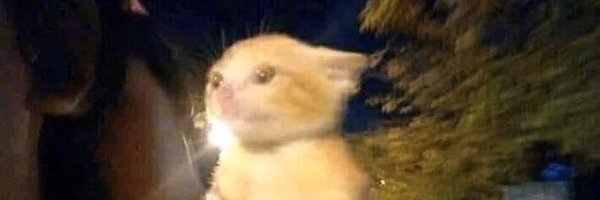 omgitskalid Profile Banner