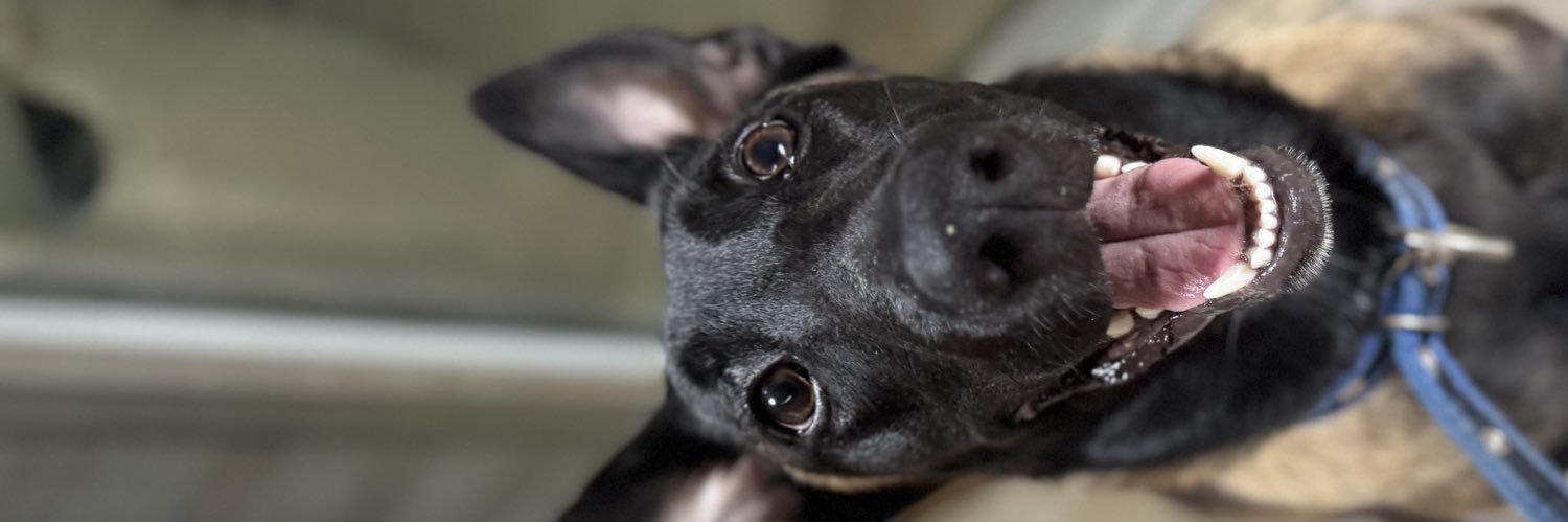 Reno💗 banner