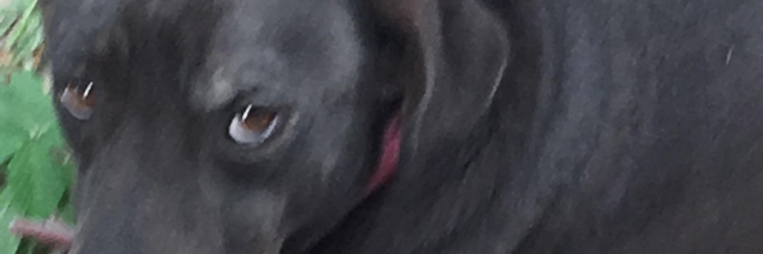 laaachelaa's profile banner image