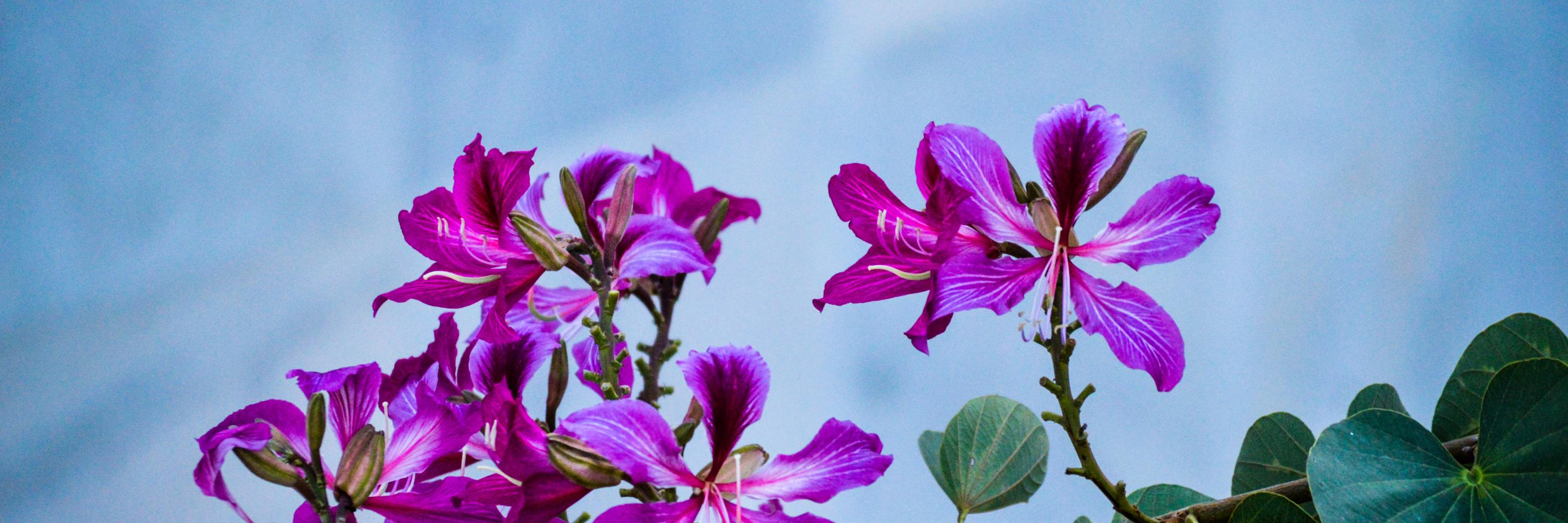 kumarritesh799's profile banner image