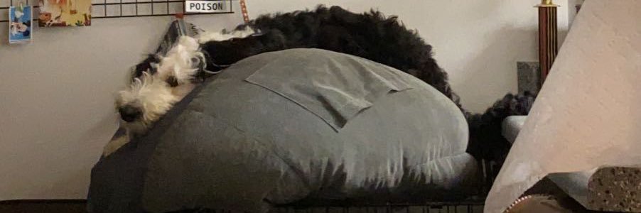 figoodle's profile banner image