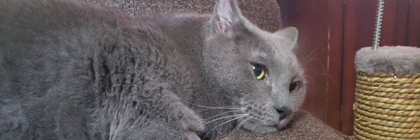 Gray Cat OTD🐾 Profile Banner